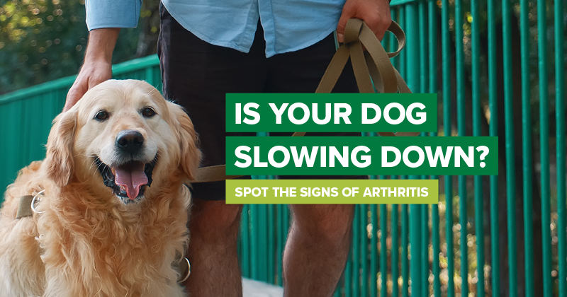 Arthritis. Could your dog be suffering in silence?