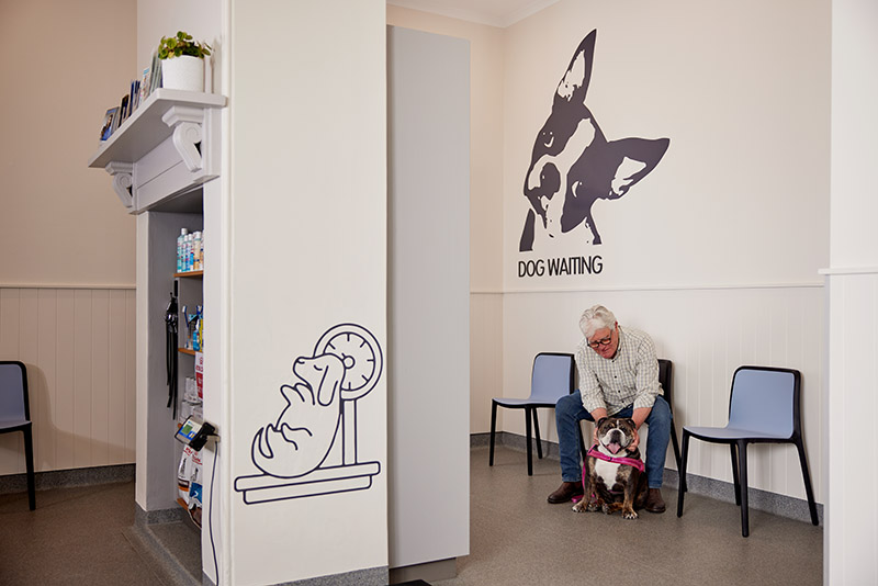 Dog-Waiting-Room dog waiting room