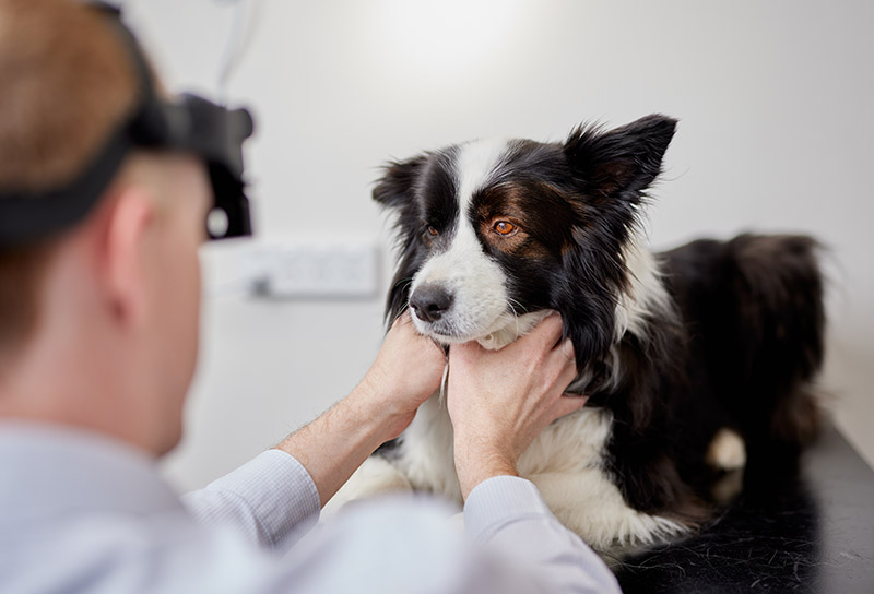 Eye Exam with Dan and Ellie at Paws at Prospect Vet
