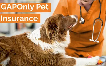 GAPOnly: The New Way To Use Pet Insurance