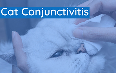 Eye Sore – Conjunctivitis in Cats