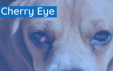 Seeing red with ‘Cherry Eye’