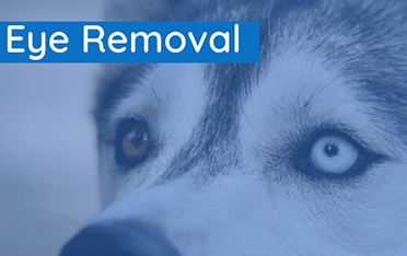 Eye Removal: When There Are No Other Options