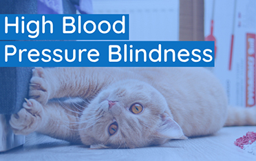 A Look At Cats and Blood Pressure Blindness