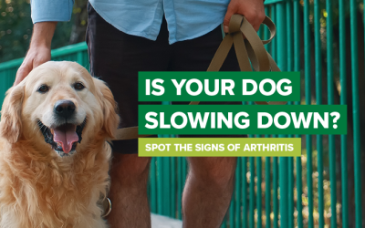 Arthritis. Could your dog be suffering in silence?